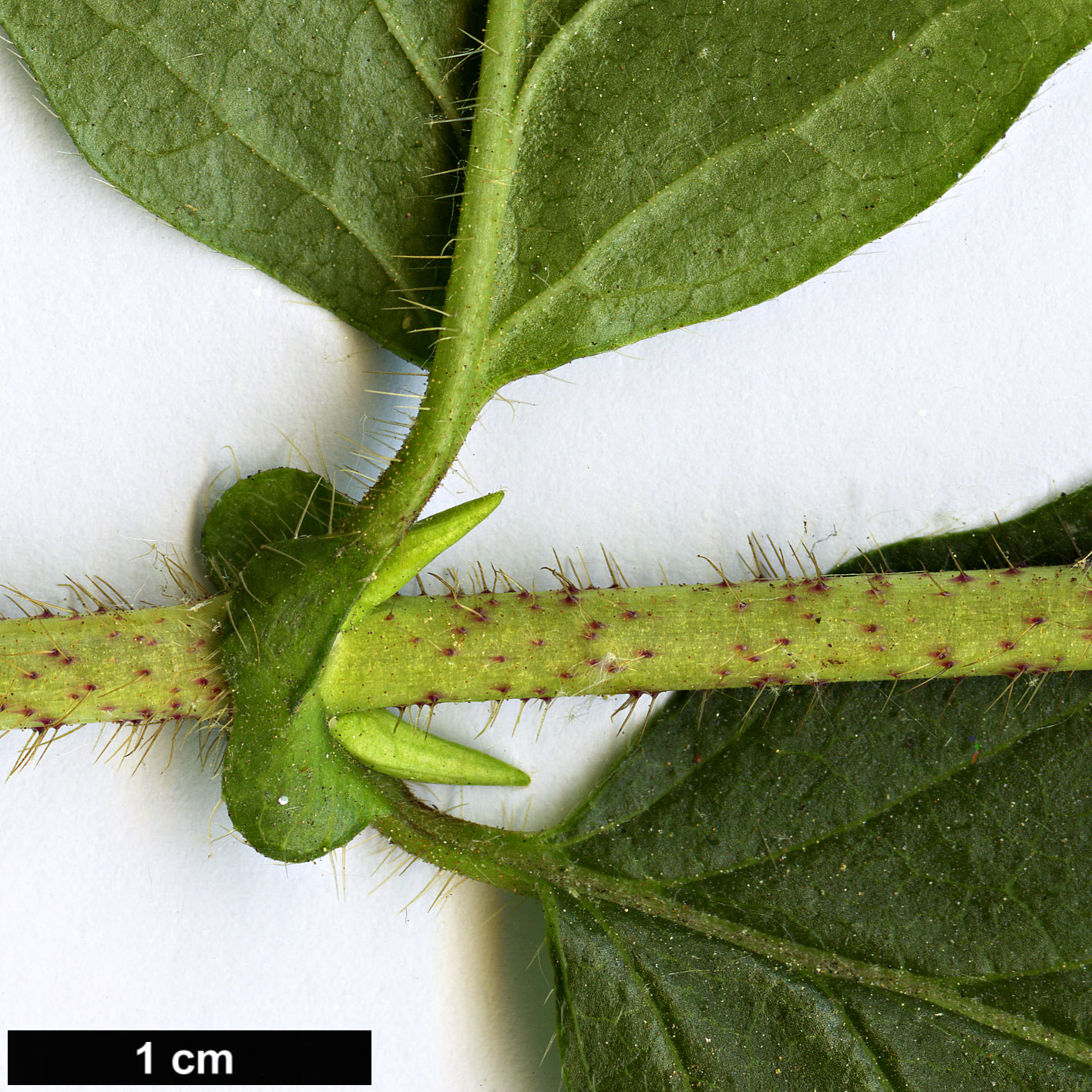High resolution image: Family: Caprifoliaceae - Genus: Lonicera - Taxon: vesicaria